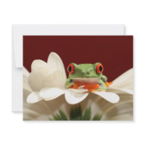 red eyed tree frog