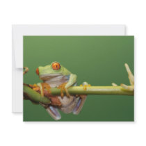 red eyed tree frog