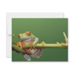 red eyed tree frog invitations