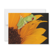 red eyed tree frog