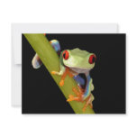 red eyed tree frog invitations