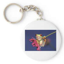 red eyed tree frog