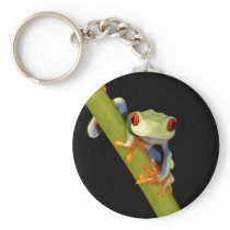 red eyed tree frog