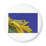 red eyed tree frog magnet