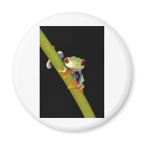red eyed tree frog