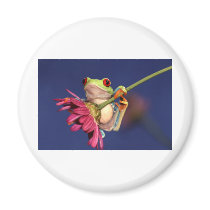 red eyed tree frog