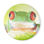 red eyed tree frog refrigerator magnets
