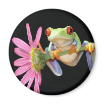 red eyed tree frog
