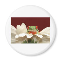 red eyed tree frog