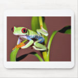 red eyed tree frog