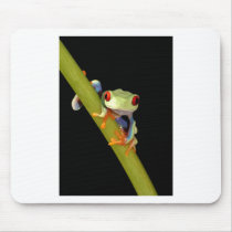red eyed tree frog