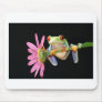 red eyed tree frog