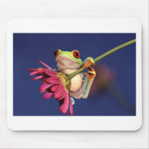 red eyed tree frog