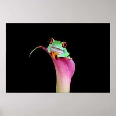 red eyed tree frog on calla flower Poster