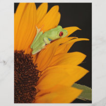 red eyed tree frog personalised flyer