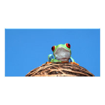 red eyed tree frog photo cards