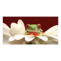 red eyed tree frog