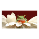 red eyed tree frog photo cards