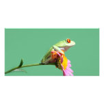 red eyed tree frog photo cards