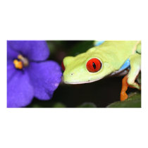 red eyed tree frog