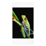 red eyed tree frog photo cards