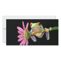 red eyed tree frog