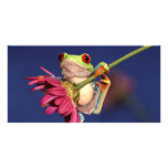 red eyed tree frog photo cards