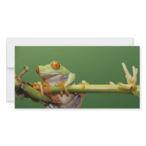 red eyed tree frog