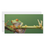 red eyed tree frog photo cards