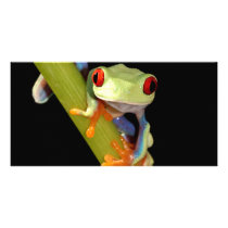 red eyed tree frog