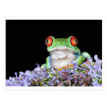 red eyed tree frog post cards