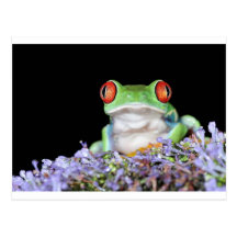 red eyed tree frog post cards