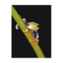 red eyed tree frog
