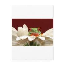 red eyed tree frog