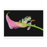 red eyed tree frog