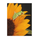 red eyed tree frog
