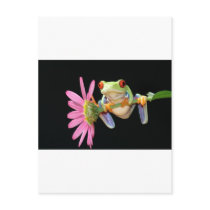red eyed tree frog