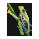 red eyed tree frog