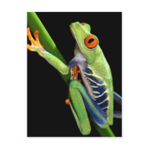 red eyed tree frog