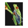 red eyed tree frog