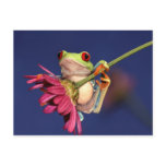 red eyed tree frog