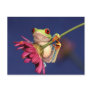 red eyed tree frog