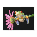 red eyed tree frog postcards