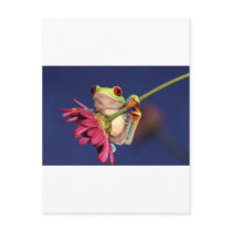 red eyed tree frog