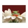red eyed tree frog