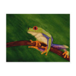 Red Eyed Tree Frog Postcard