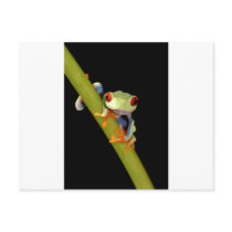 red eyed tree frog