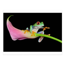 red eyed tree frog postcard