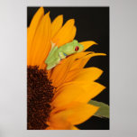 red eyed tree frog print