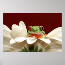 red eyed tree frog